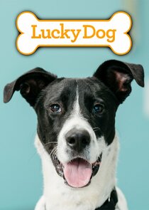 Lucky Dog poster